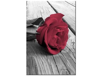 Obraz Zniewalająca róża, 80x120 cm - Oobrazy