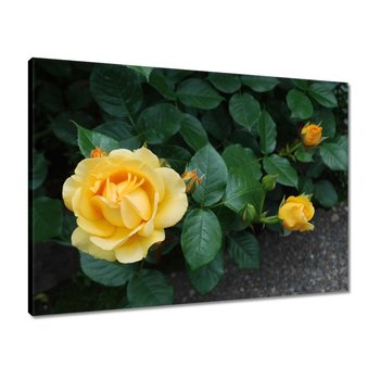 Obraz Żółta róża, 70x50cm - ZeSmakiem