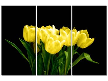 Obraz Żółte tulipany- Mark Freeth, 3 elementy, 90x60 cm - Oobrazy