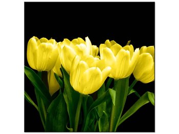 Obraz Żółte tulipany - Mark Freeth, 40x40 cm - Oobrazy