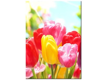 Obraz Żółty tulipan, 50x70 cm - Oobrazy