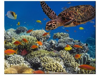 Obraz Żółw pod wodą, 50x40 cm - Oobrazy