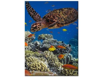 Obraz Żółw pod wodą, 50x70 cm - Oobrazy