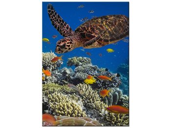 Obraz Żółw pod wodą, 70x100 cm - Oobrazy