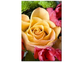 Obraz Zroszona róża, 60x90 cm - Oobrazy