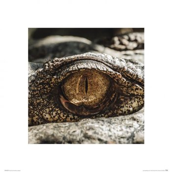 Oko Krokodyla - Reprodukcja - Nice Wall