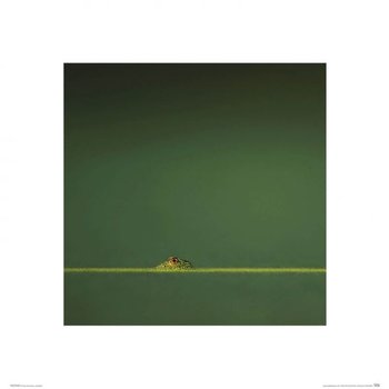 Oko Żaby - Reprodukcja - Nice Wall