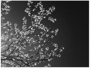 Oobrazy, Fototapeta, Młode drzewo - Feans, 200x150 cm - Oobrazy