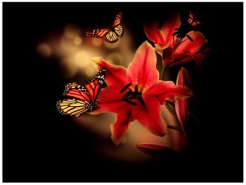 Oobrazy, Fototapeta, Motyle i lilia, 200x150 cm - Oobrazy
