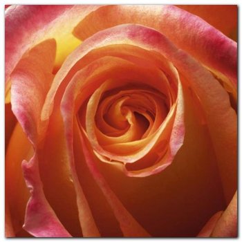 Orange Rose plakat obraz 50x50cm - Wizard+Genius