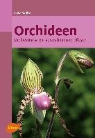 Orchideen Rollke Lutz