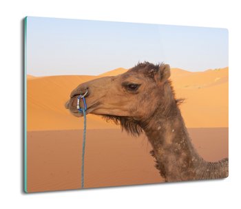 osłona na płytę indukcyjną Wielbłąd pustynia 60x52, ArtprintCave - ArtPrintCave