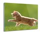 osłona płyty kuchennej Kot biedronka trawa 60x52, ArtprintCave - ArtPrintCave