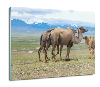 osłona płyty kuchennej Wielbłądy łąka góry 60x52, ArtprintCave - ArtPrintCave