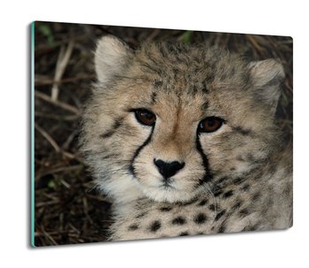 osłona splashback do kuchni druk Mały gepard 60x52, ArtprintCave - ArtPrintCave
