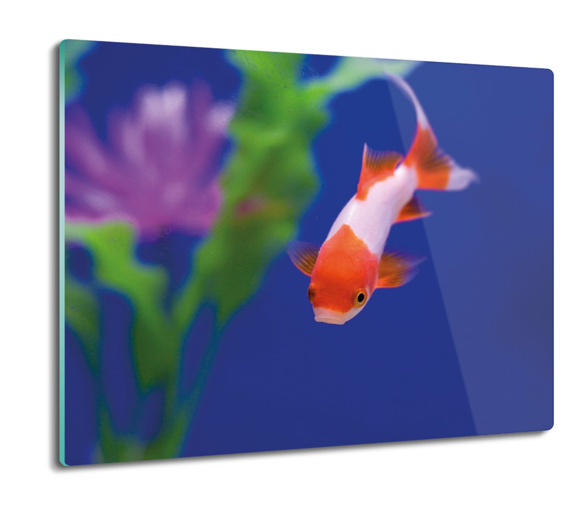 osłona splashback z grafiką Ryba akwarium 60x52, ArtprintCave