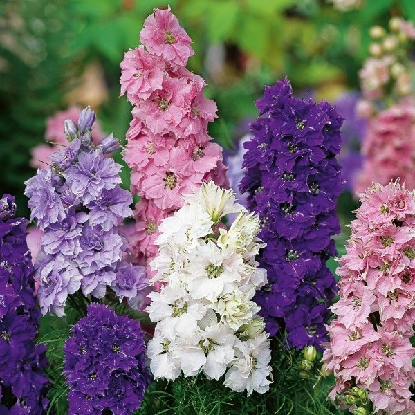 NatureMan 5 fiori artificiali Delphinium Ajacis, 86 cm di lunghezza, stelo finto di larkspur in seta, fiore per tavolo, cucina, casa, giardino, festa, matrimonio, decorazione (bianco