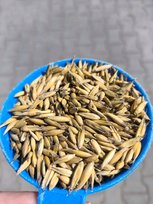 OWIES ziarno pasza karma drób konie trzoda 20kg