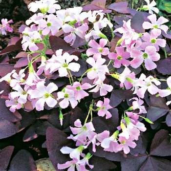 Oxalis Triangularis Szczawik Trójkątny 5 szt - BENEX