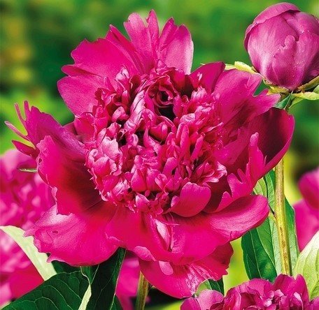 Paeonia 'Big Ben' - Pivoine main image 0