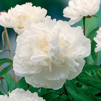 Paeonia Piwonia Gardenia 1 szt Piwonie sadzonki - BENEX