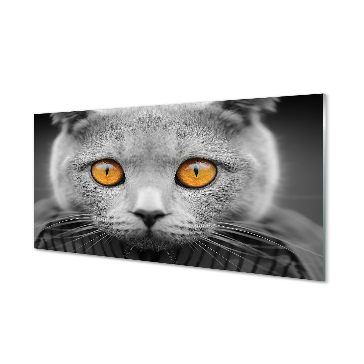 Panel między szafki Szary kot brytyjski 120x60 cm