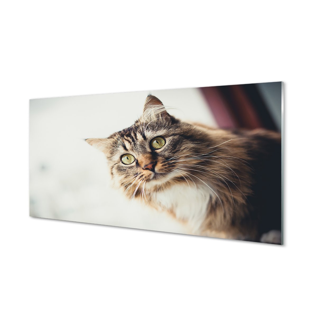 Panel szklany klej Kot maine coon 120x60 cm