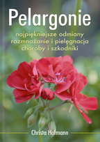 Pelargonie Hofmann Christa