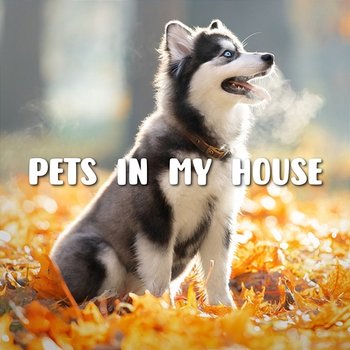 Pets In My House - Shin Hong Vinh, LalaTv