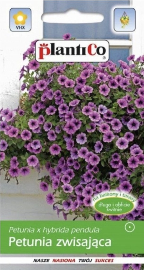 PETUNIA SURFINIA Zwisaj ca Fioletowa NASIONA KWIAT W P PL230 12 210 petunia-surfinia-zwisaj-ca-fioletowa-nasiona-kwiat-w-p-pl230-12-210