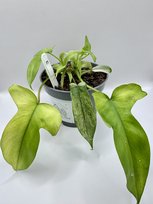 Philodendron Florida Ghost Ø-12cm H-20cm