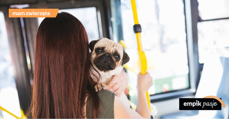 Pies w komunikacji miejskiej – co należy wiedzieć?
