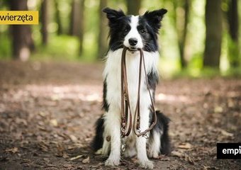 Pies w lesie – wszystko, co warto wiedzieć o spacerach z pupilem