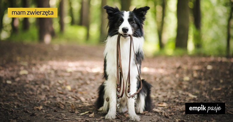 Pies w lesie – wszystko, co warto wiedzieć o spacerach z pupilem