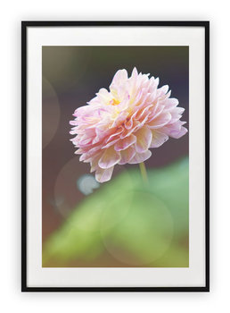 Plakat 13x18 cm Kwiat łodyga rózowy WZORY - Printonia