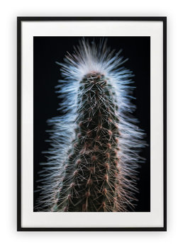 Plakat 15x21 cm Kaktus Roślina WZORY - Printonia