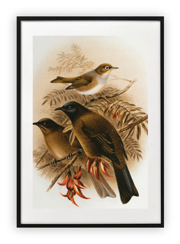 Plakat 30x40 cm Rysunek ptaków WZORY - Printonia