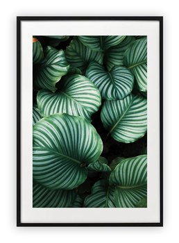 Plakat 40x50 cm Monstera Roślina WZORY - Printonia