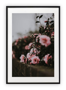 Plakat 40x50 cm Rózowe róże kwiaty WZORY - Printonia