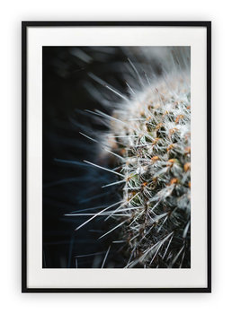 Plakat 61x91 cm  Kaktus Makro Zbliżenie WZORY - Printonia