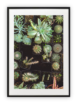 Plakat 61x91 cm  Kaktus Natura Zieleń Sadzonki WZORY - Printonia