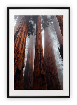 Plakat A3 30x42 cm Drzewa Las Deszczowy WZORY - Printonia