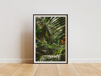 Plakat - amazonia 30x40 Harry Monkey