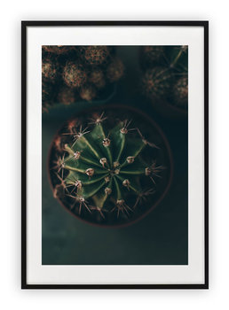 Plakat B1 70x100 cm Kaktus Natura Zieleń  WZORY - Printonia