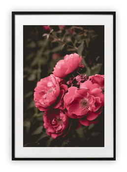 Plakat B1 70x100 cm Kwiaty rosliny rózowe piekne WZORY - Printonia