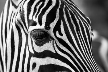 Plakat, Czarno - białe paski - zebra, 59,4x42 cm - Inny producent