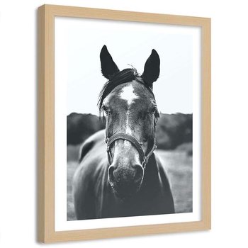 Plakat dekoracyjny w ramie naturalnej FEEBY Koń z uprzężą zbliżenie, 40x60 cm - Feeby