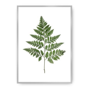 Plakat DEKORIA Fern Green, 50x70 cm, srebrna ramka - Dekoria