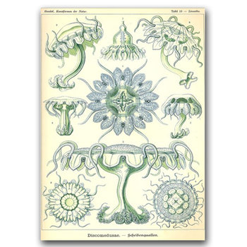 Plakat do pokoju Meduza morska Ernst Haeckel A2 - Vintageposteria