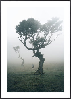 Plakat Drzewa na Maderze - 30x40 cm - Posteracademy